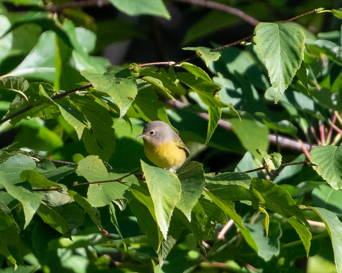 Nashville Warbler - ML640976081