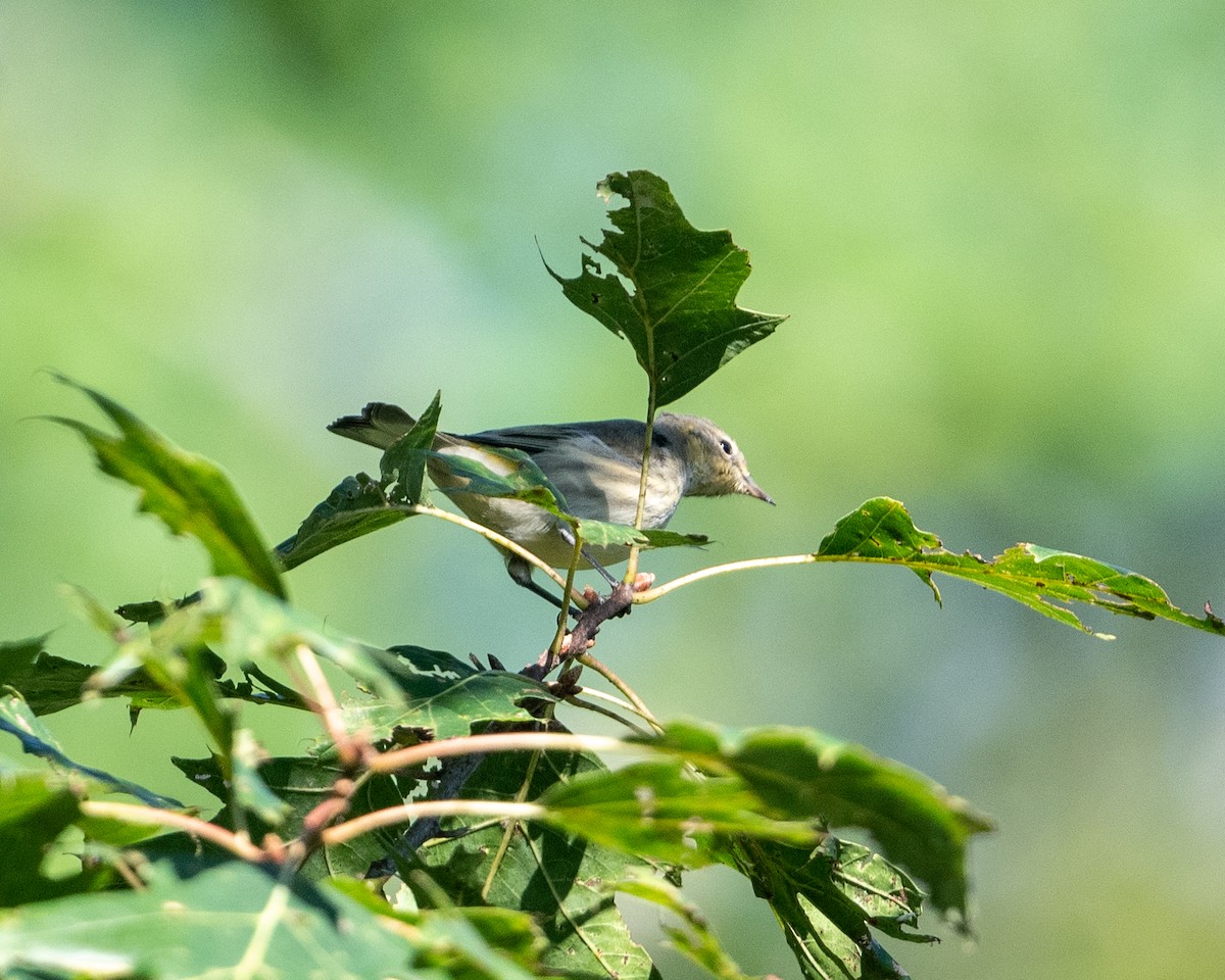 Cape May Warbler - ML640976125