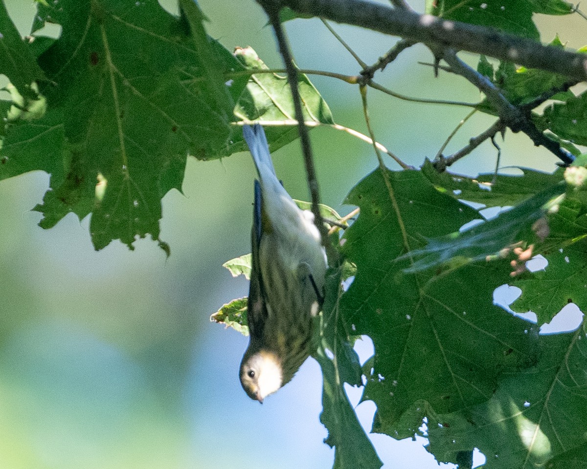 Cape May Warbler - ML640976126