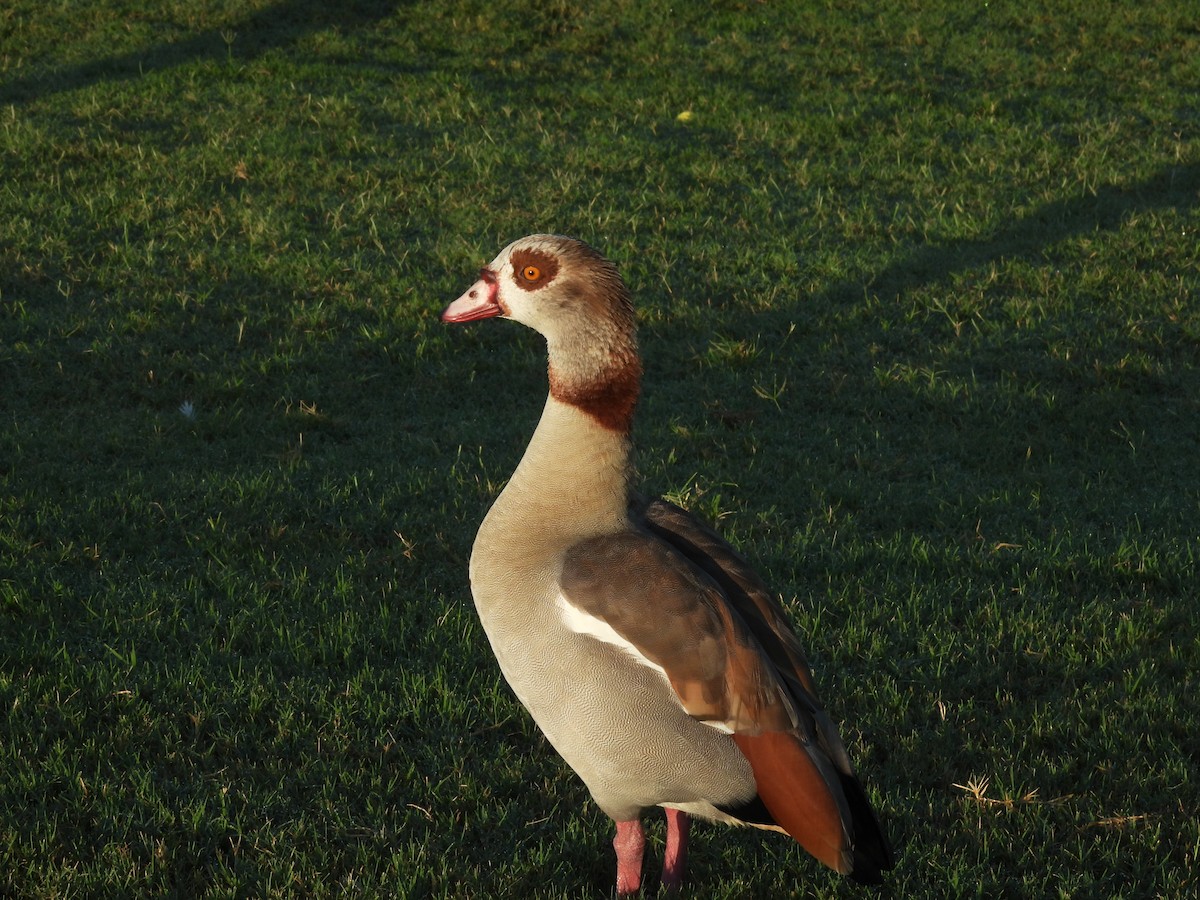 Egyptian Goose - ML640976176