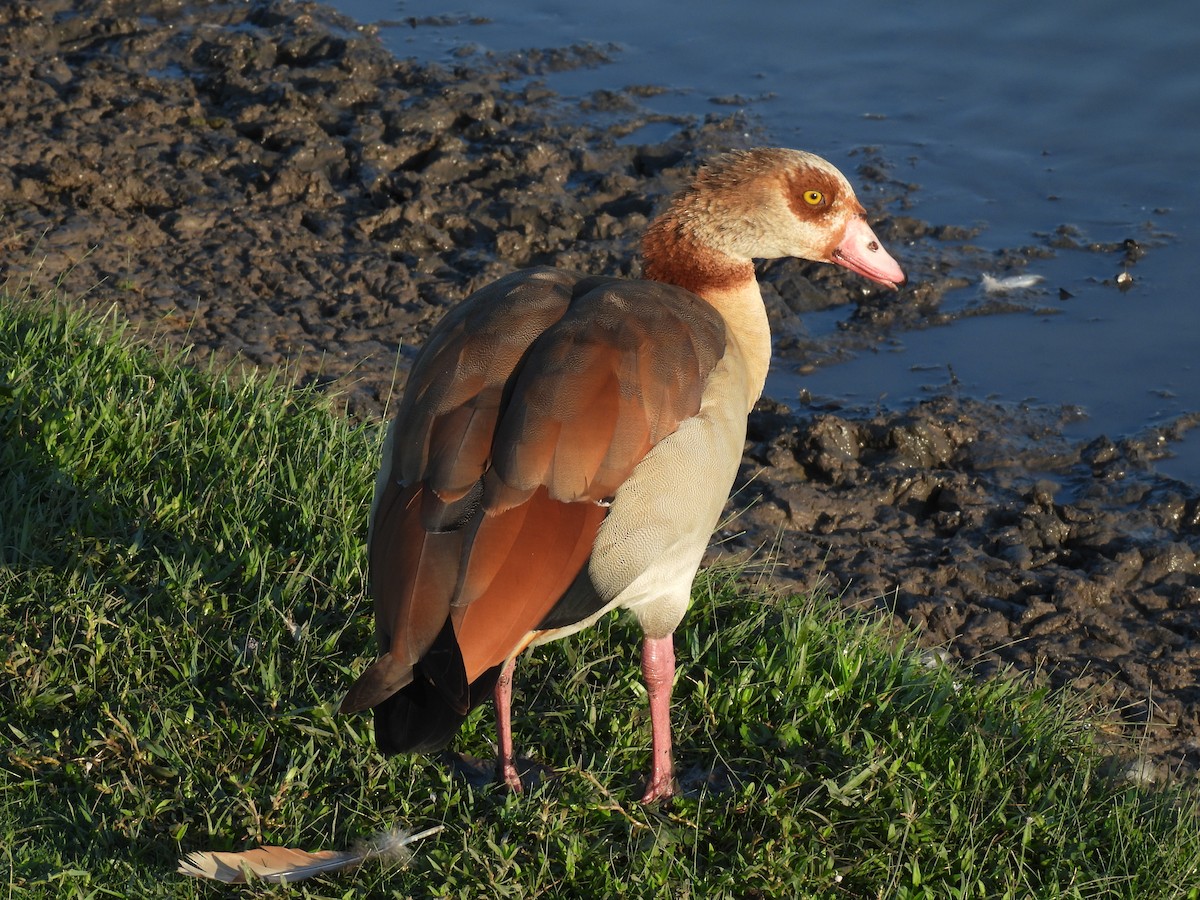 Egyptian Goose - ML640976187