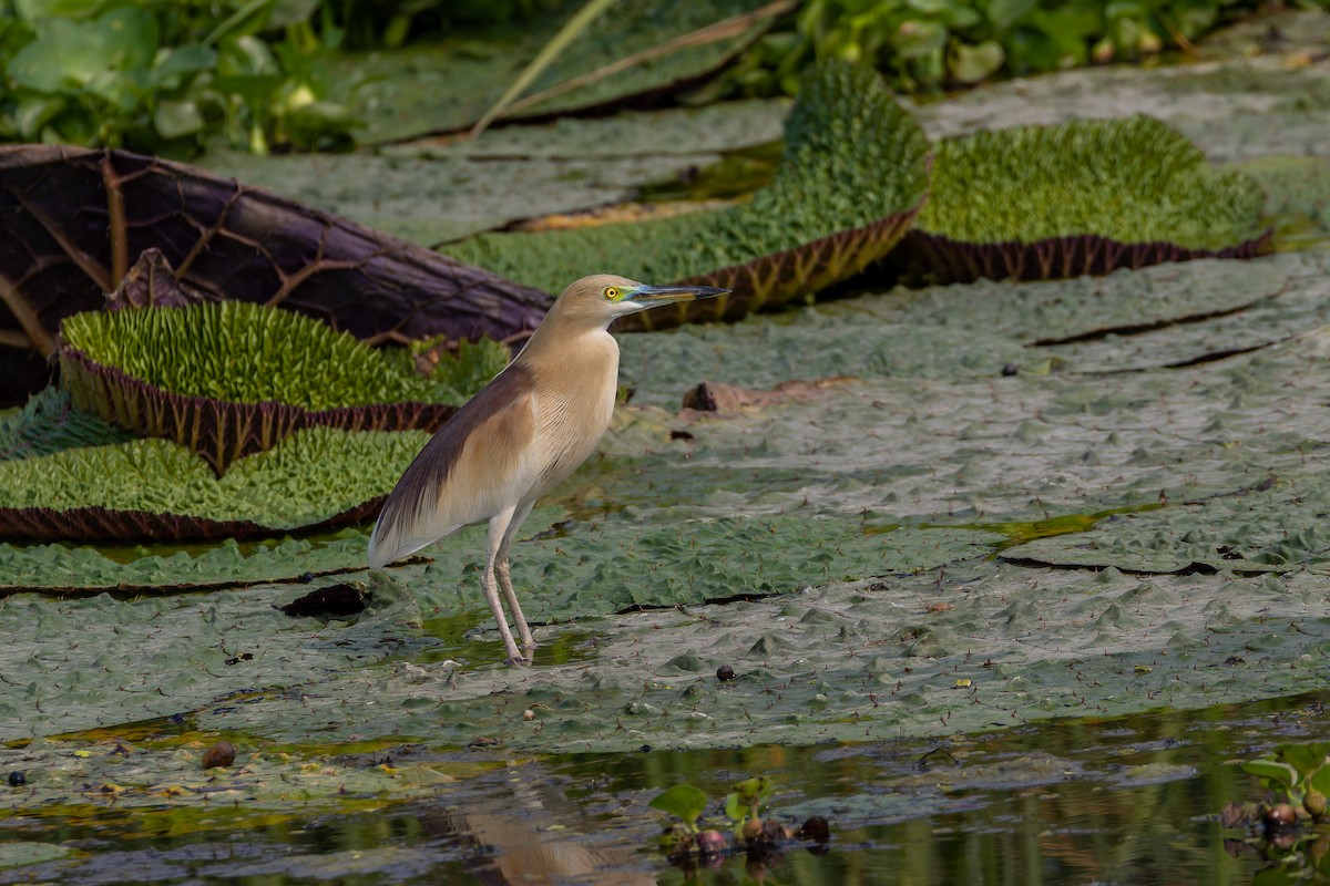mangrovehegre - ML640976223