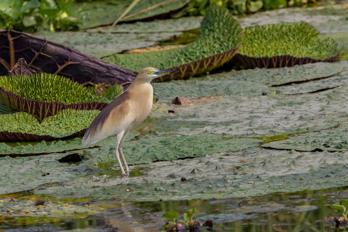 mangrovehegre - ML640976224