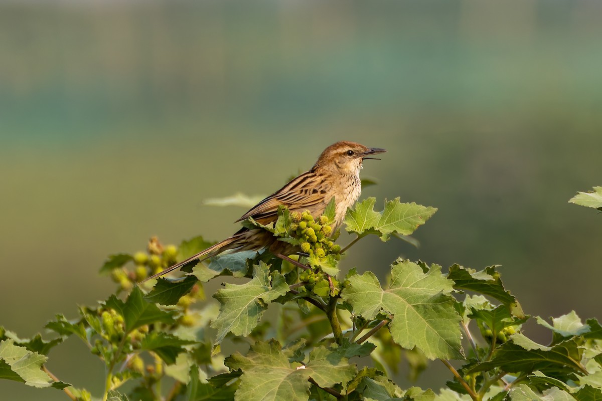 Striated Grassbird - ML640976247