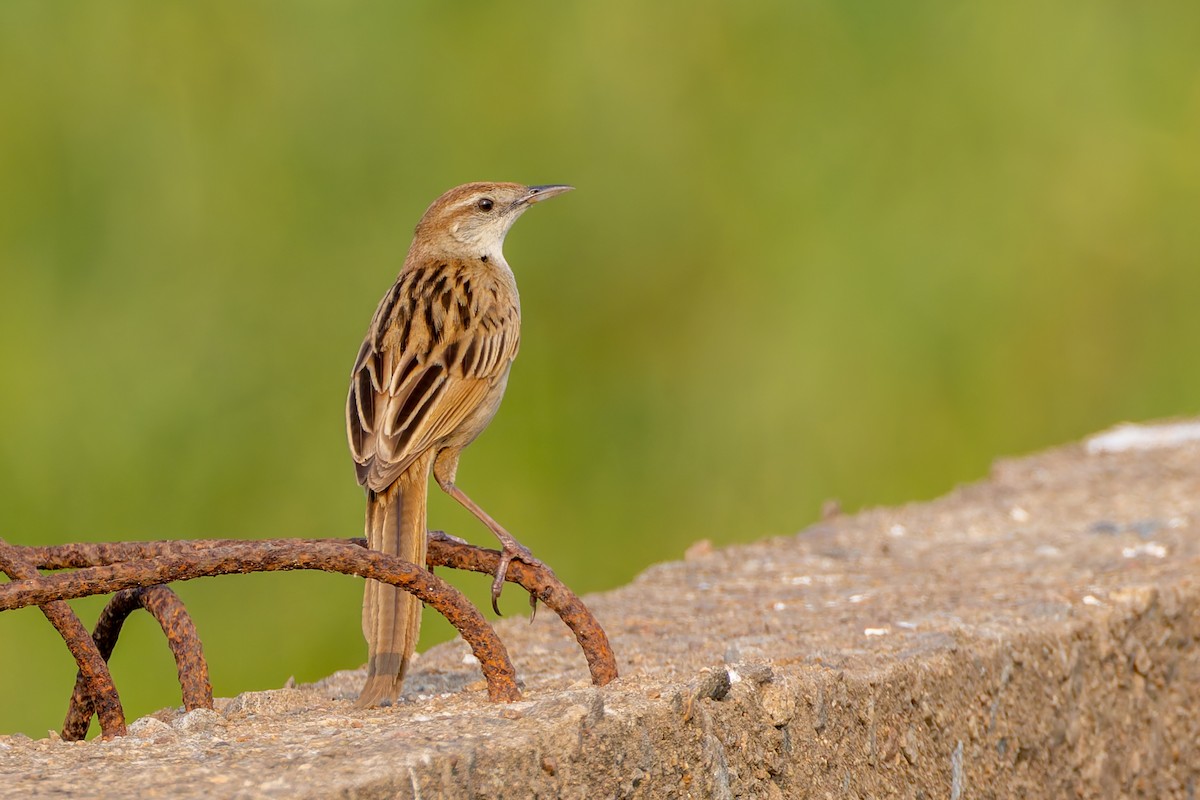 Striated Grassbird - ML640976248