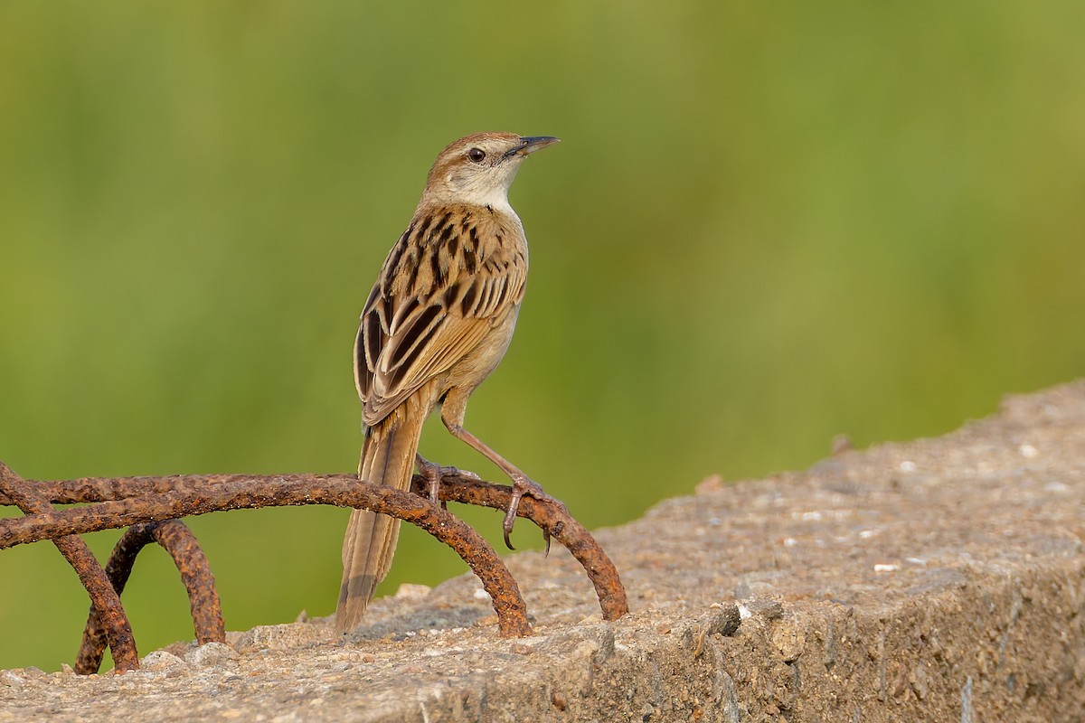 Striated Grassbird - ML640976249