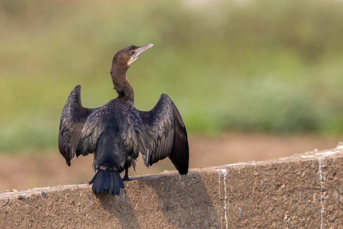 Little Cormorant - ML640976266