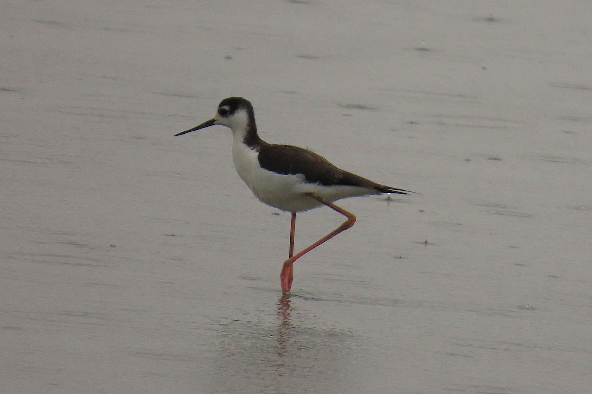 Black-necked Stilt - ML640976275
