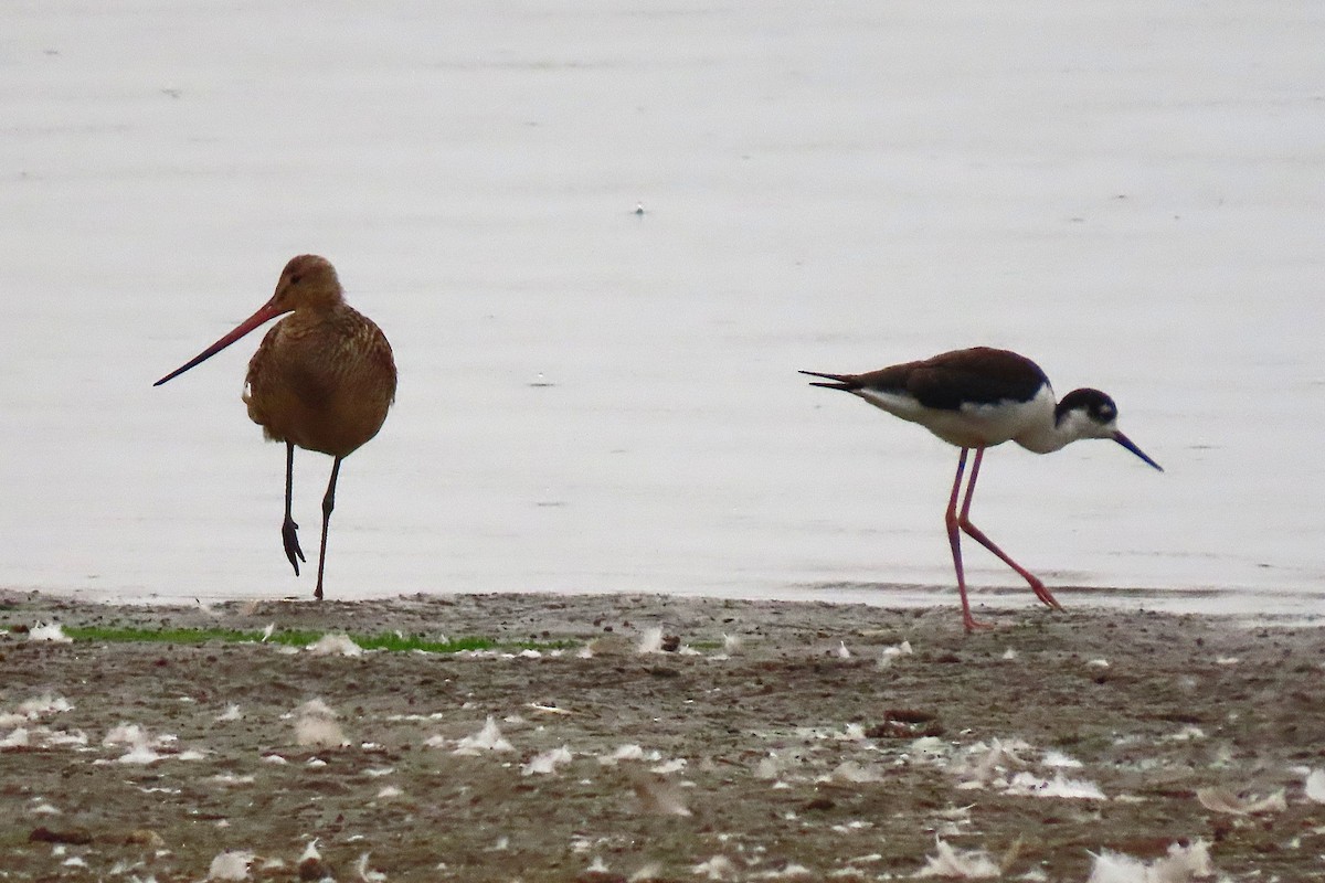Black-necked Stilt - ML640976276