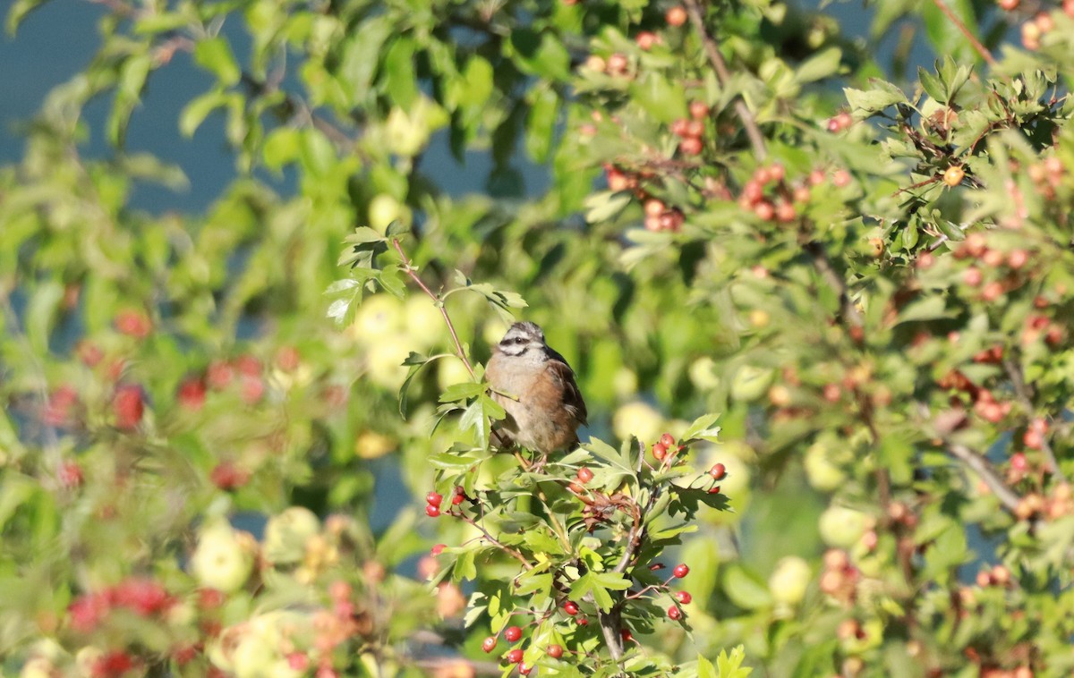 Rock Bunting - ML640976279