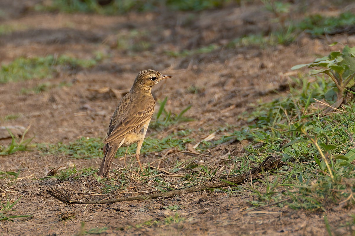 Paddyfield Pipit - ML640976280