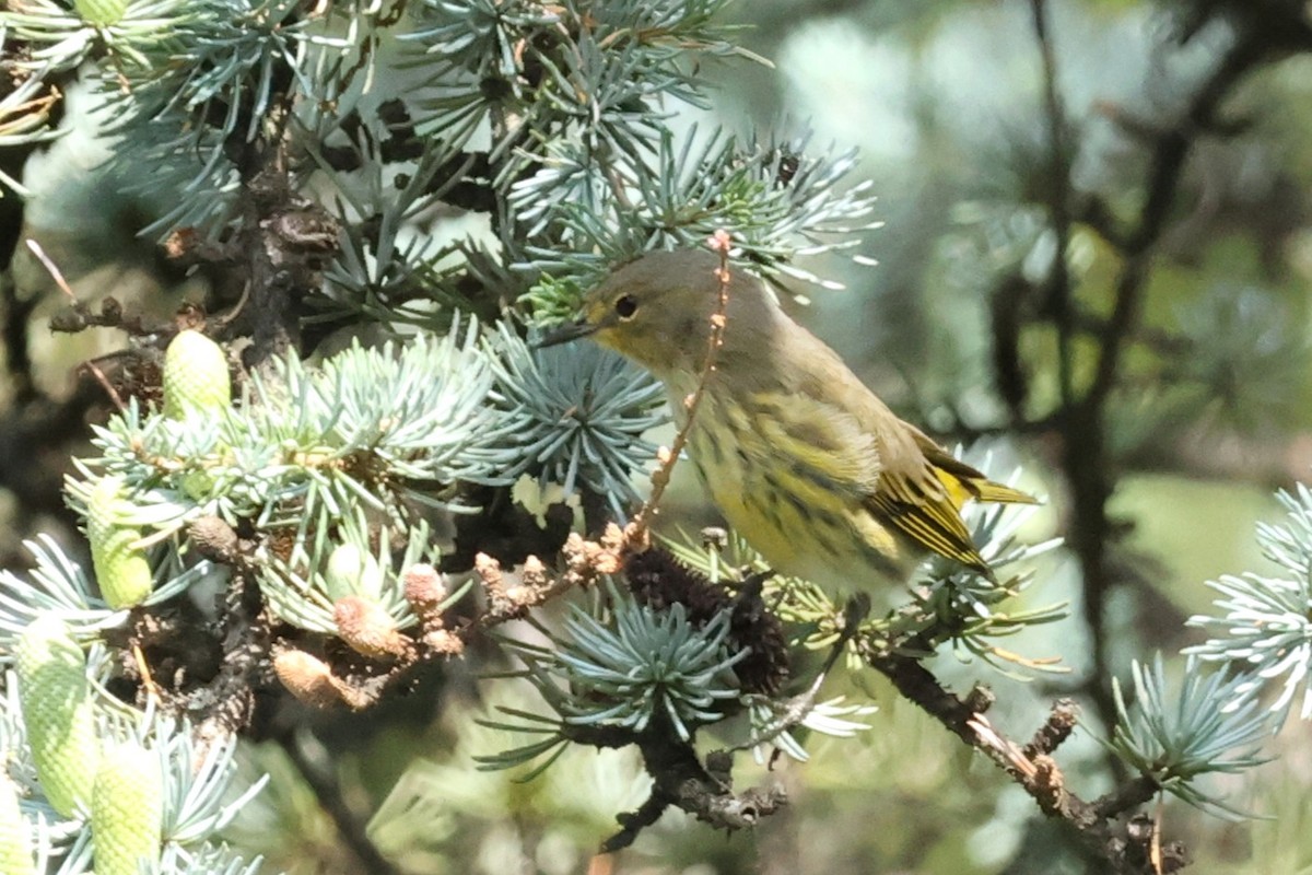 Cape May Warbler - ML640976341