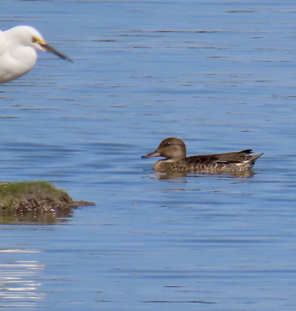 Green-winged Teal - ML640976365