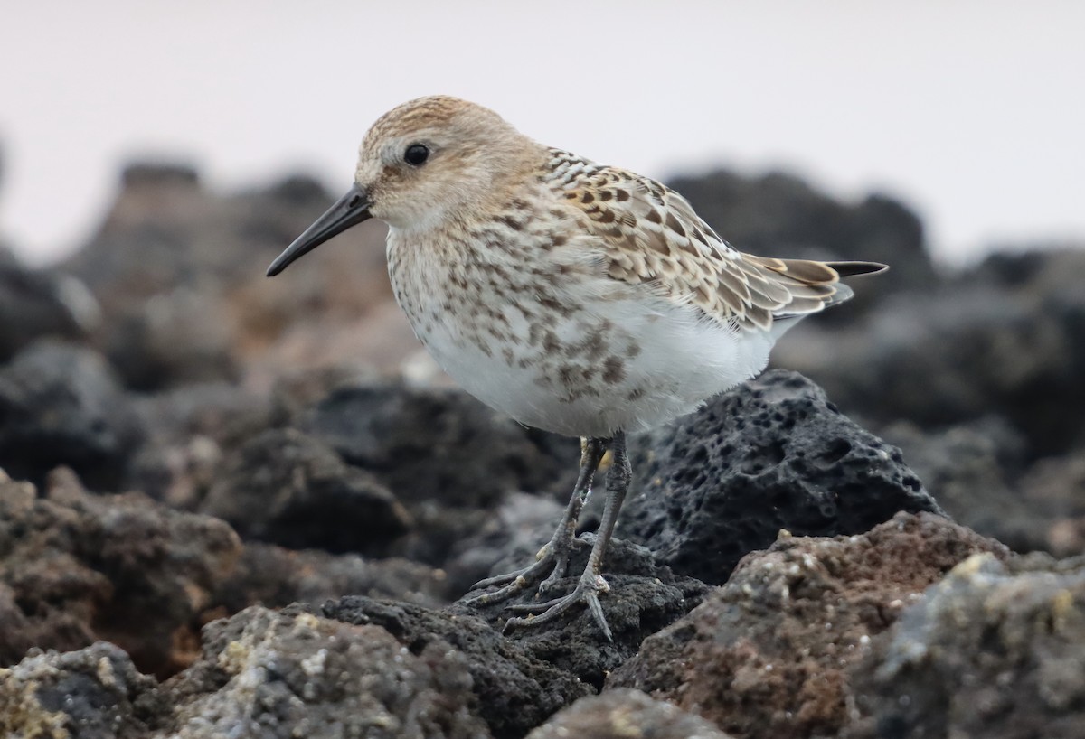 Dunlin - ML640976400
