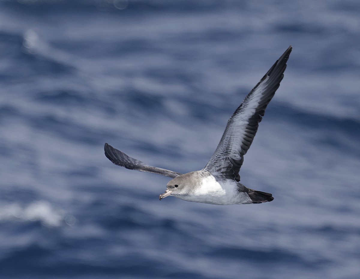 Pink-footed Shearwater - ML640976402