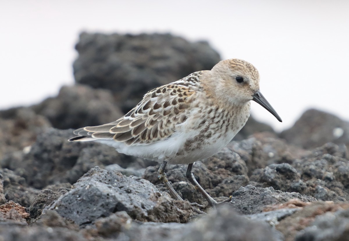Dunlin - ML640976428