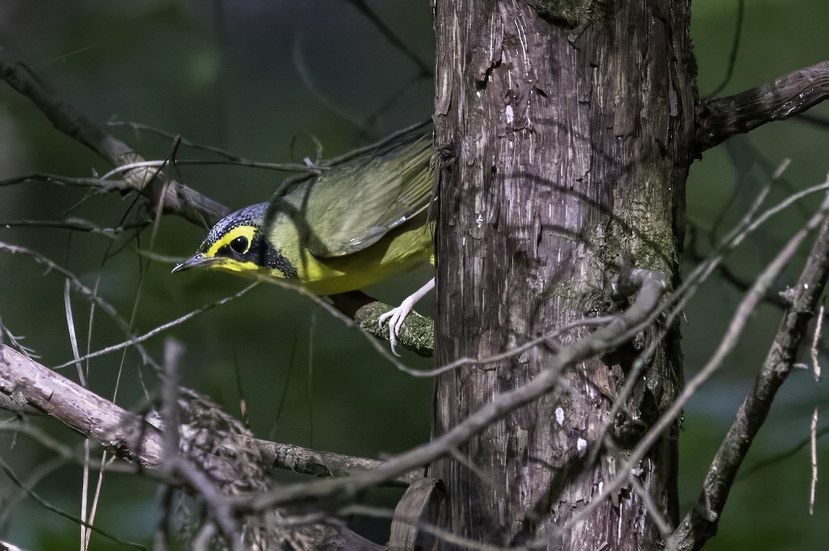 Kentucky Warbler - ML640976453