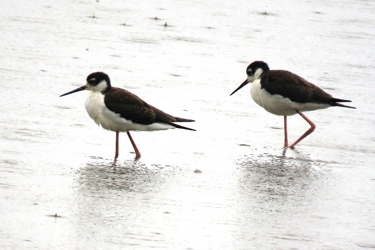 Black-necked Stilt - ML640976455