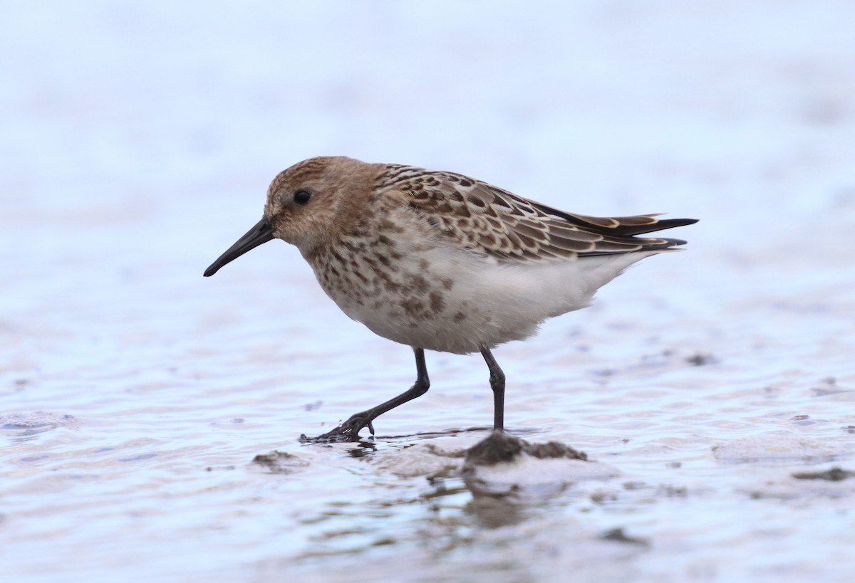 Dunlin - ML640976478