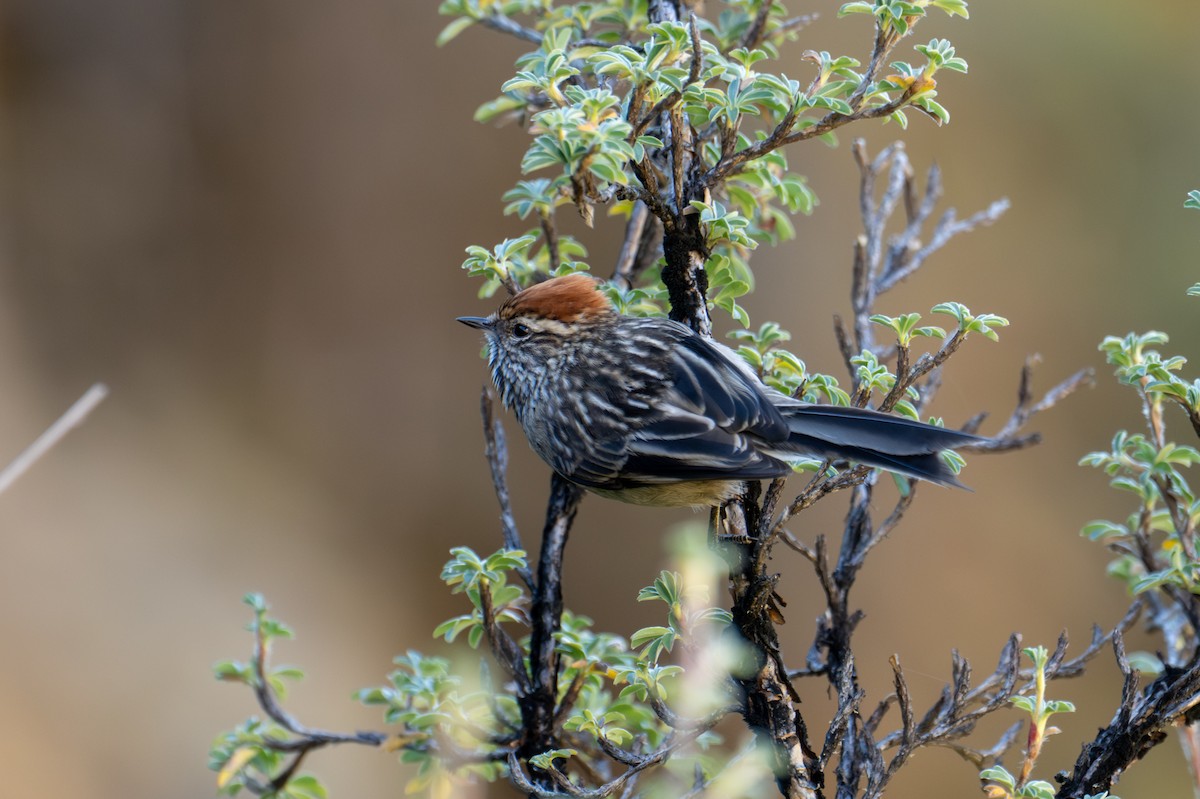 White-browed Tit-Spinetail - ML640976497