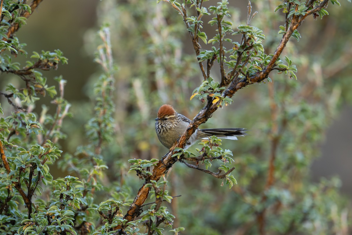 White-browed Tit-Spinetail - ML640976498