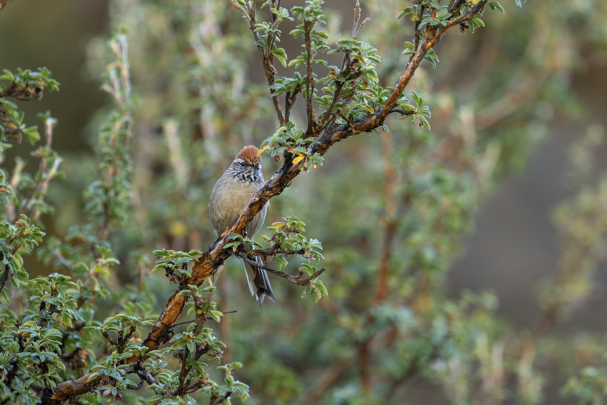 White-browed Tit-Spinetail - ML640976499