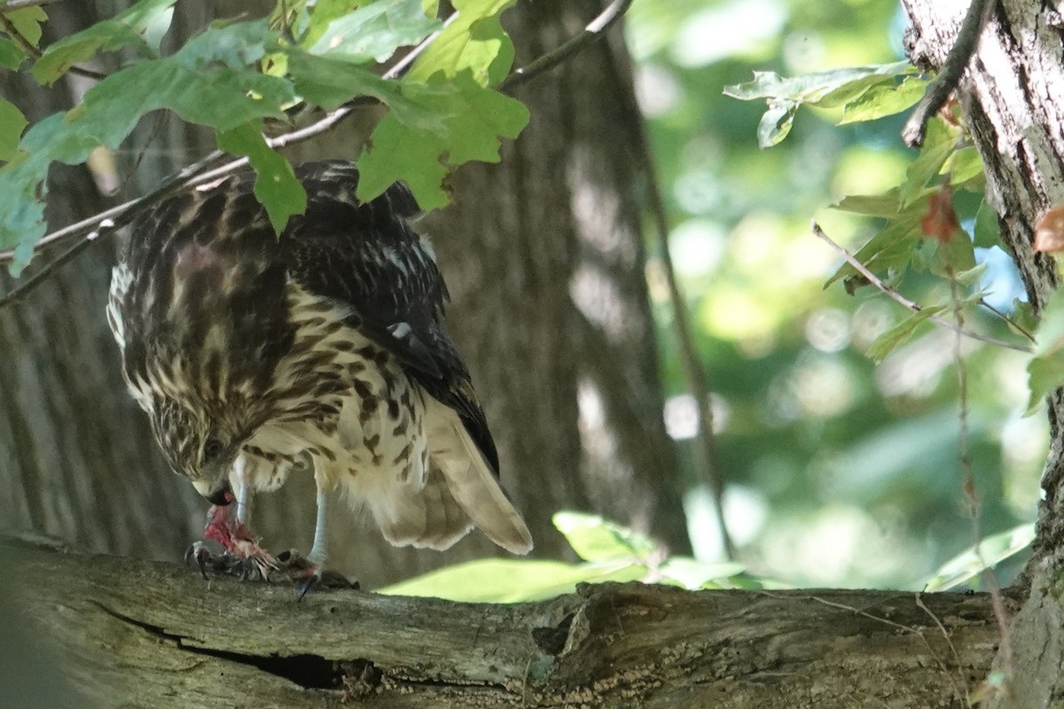 Accipitridae sp. (hawk sp.) - ML640976601