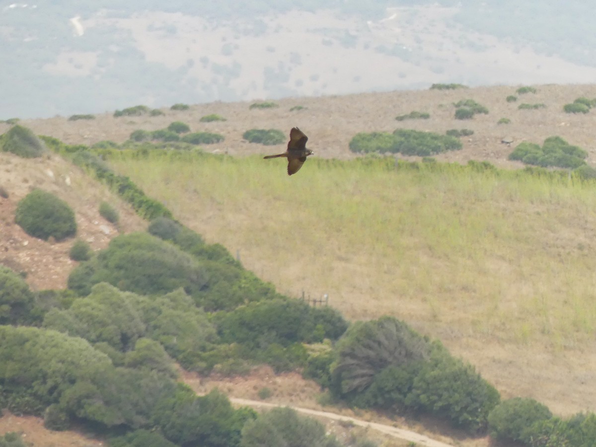 Eleonora's Falcon - ML640976639