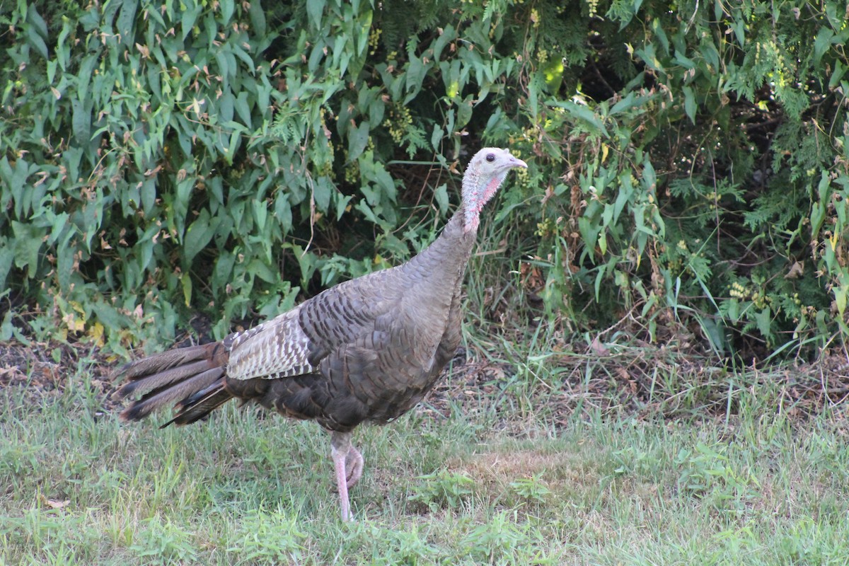 火雞 - ML640976730