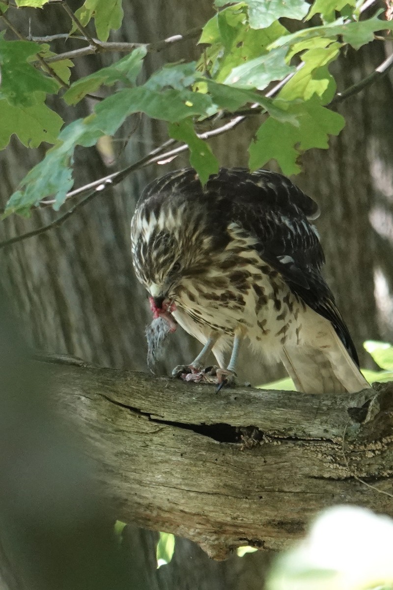 Accipitridae sp. (hawk sp.) - ML640976737