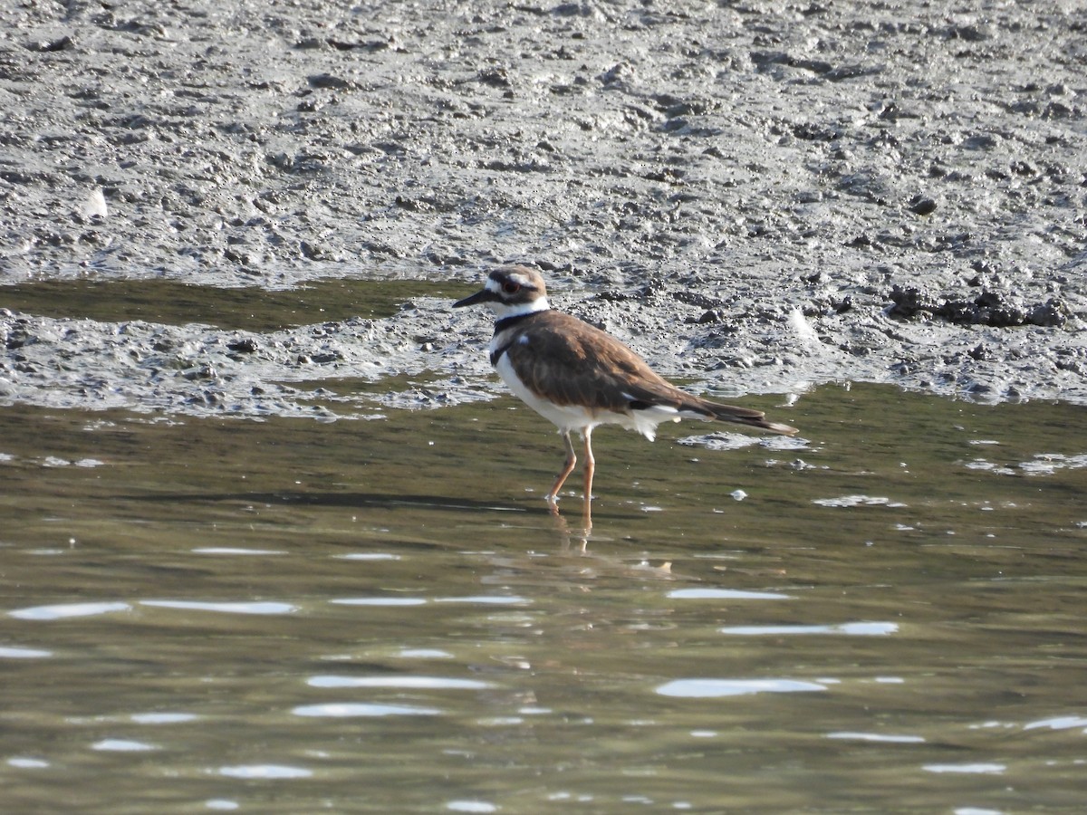 Killdeer - ML640976770