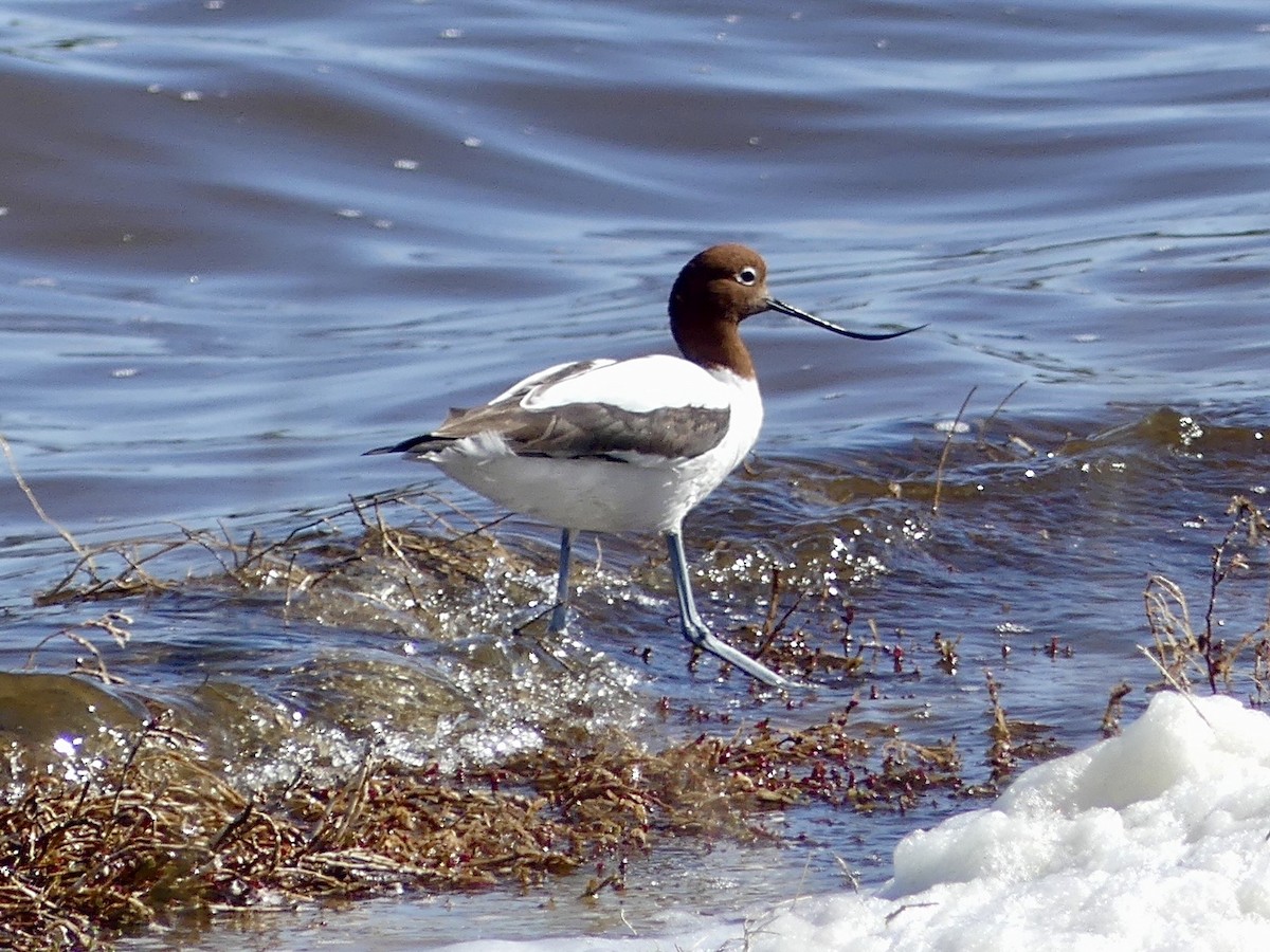 Avocette d'Australie - ML640976789