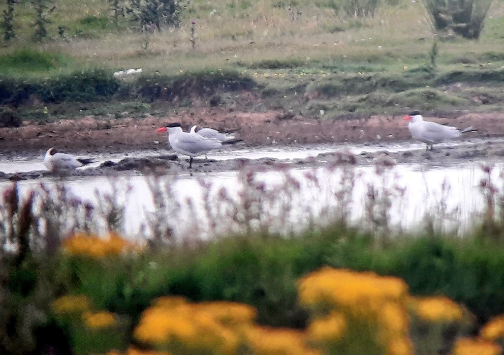 Морин хараалай - ML640976803