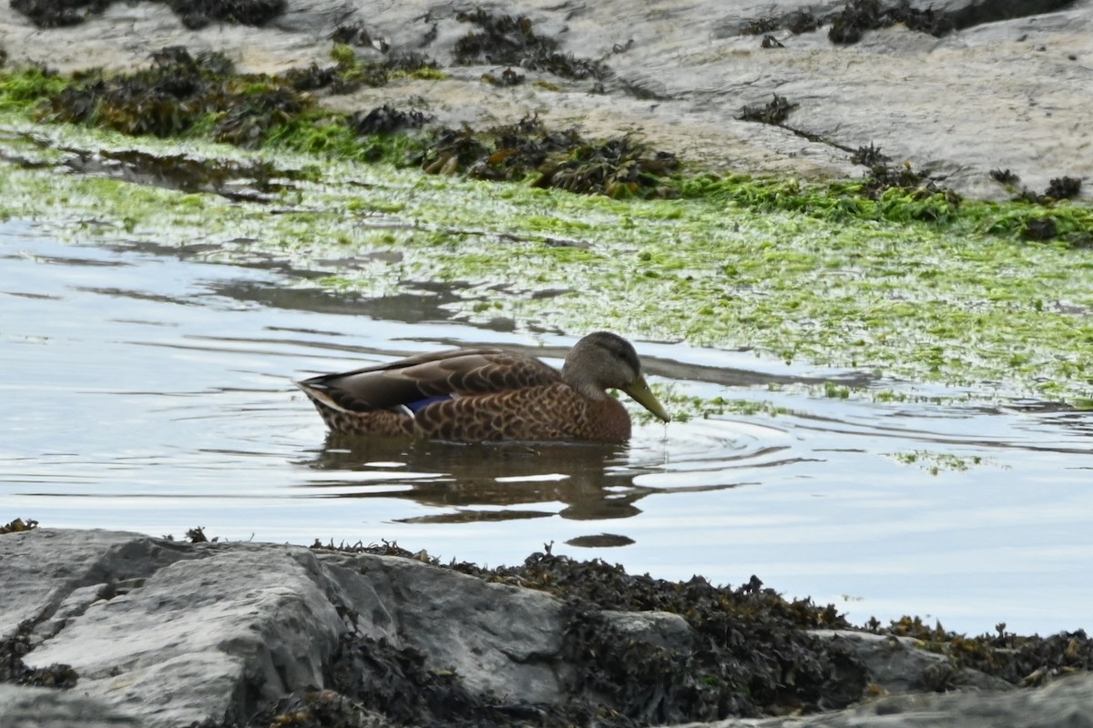 American Black Duck - ML640976824