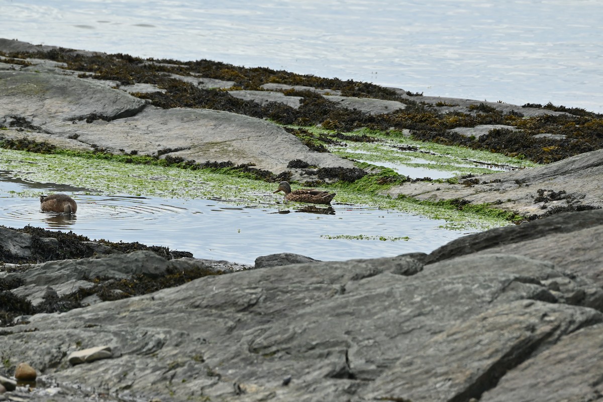 American Black Duck - ML640976825