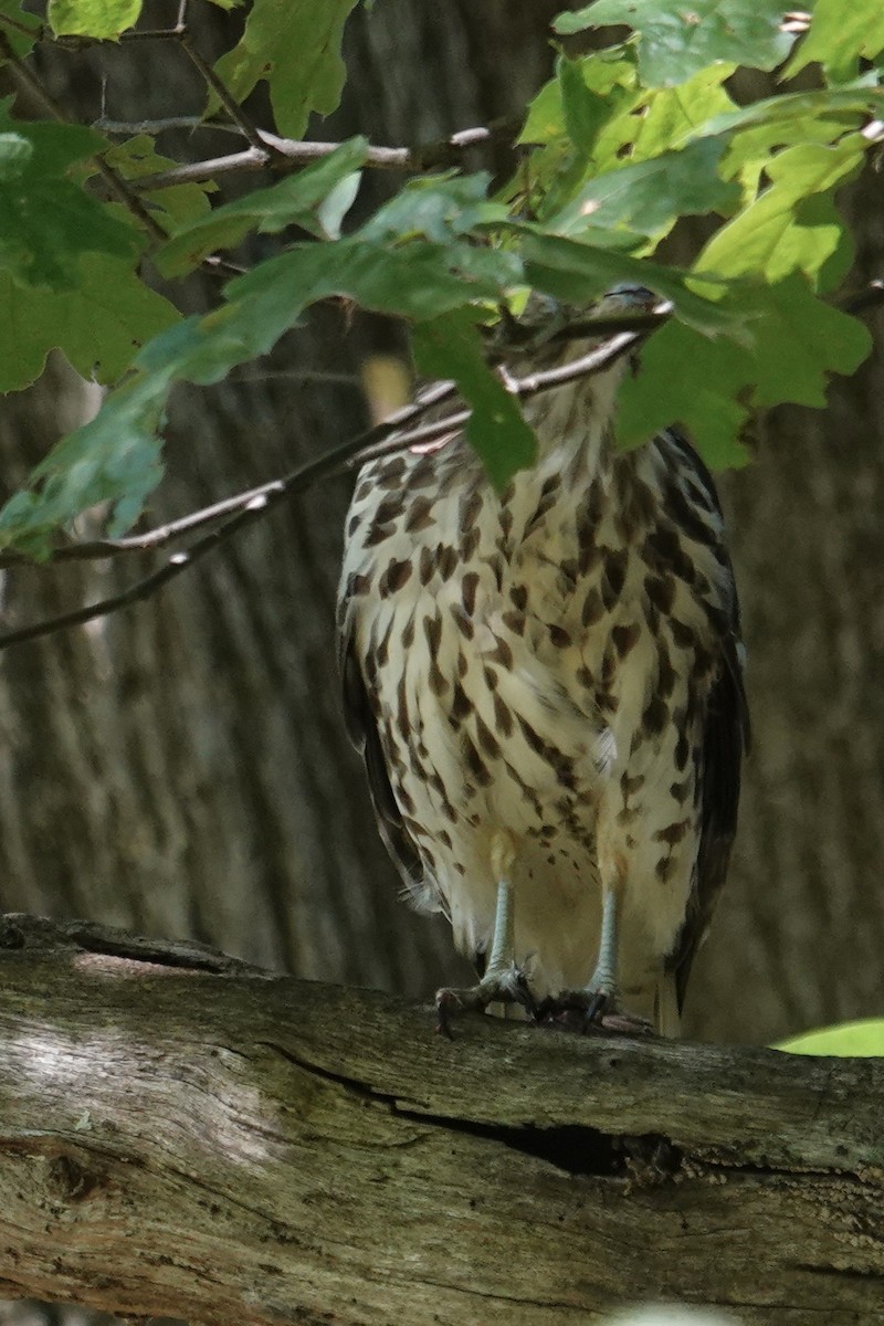 Accipitridae sp. (hawk sp.) - ML640976839
