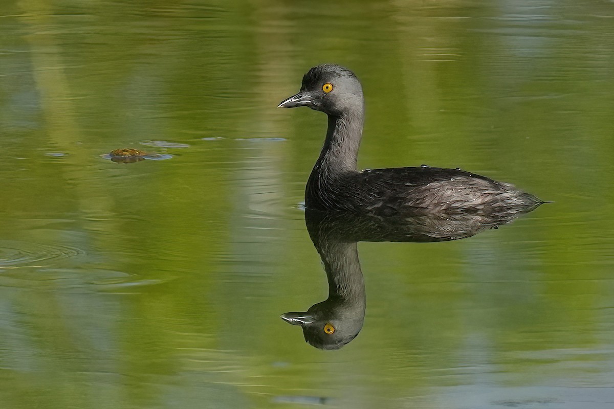 Least Grebe - ML640976859