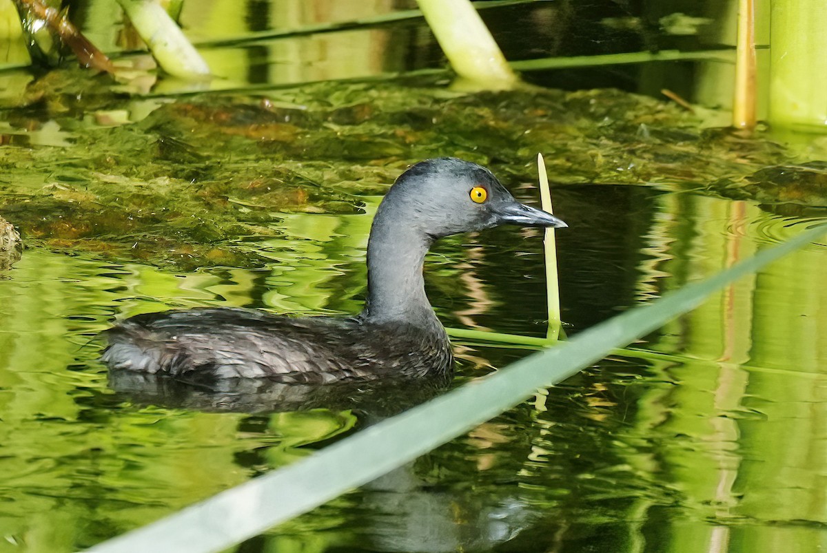 Least Grebe - ML640976860