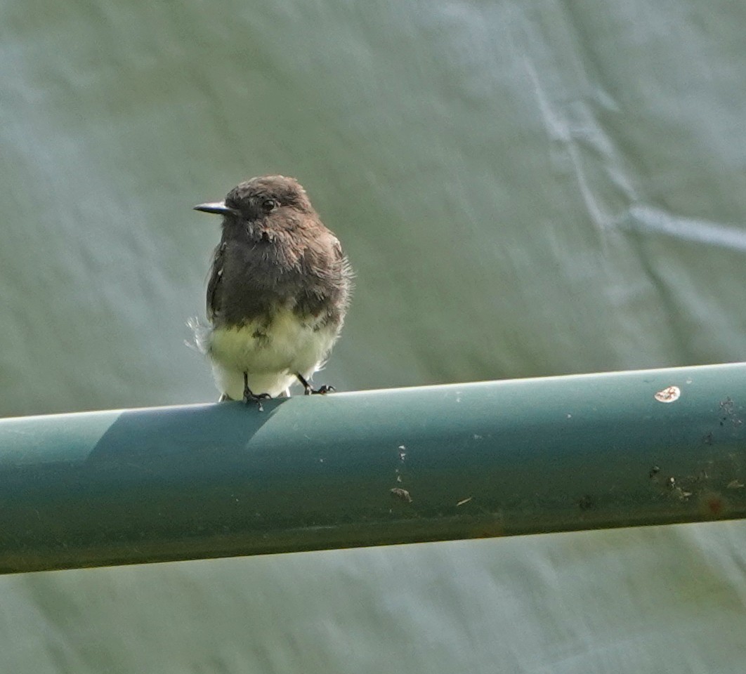 Black Phoebe - ML640976866