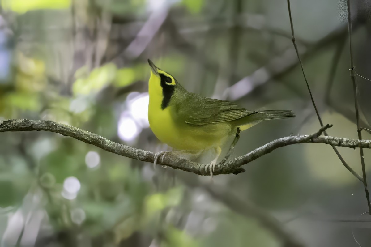 Kentucky Warbler - ML640976868