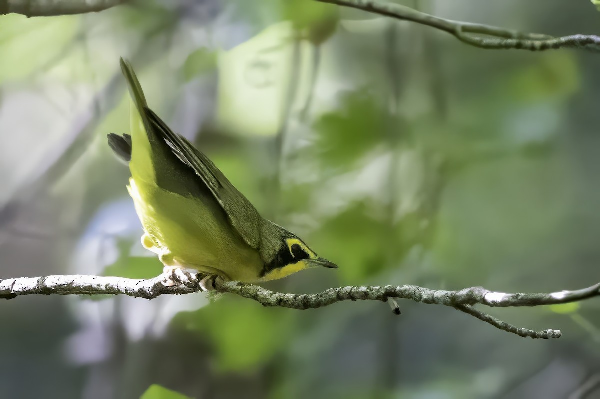 Kentucky Warbler - ML640976874