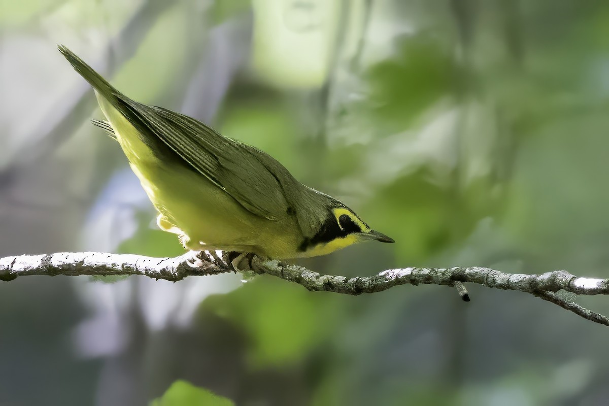 Kentucky Warbler - ML640976880
