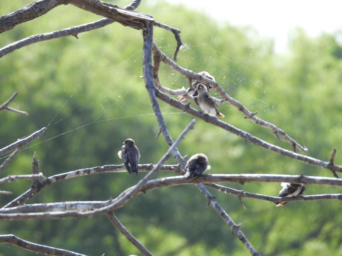 Northern Rough-winged Swallow - ML640976903