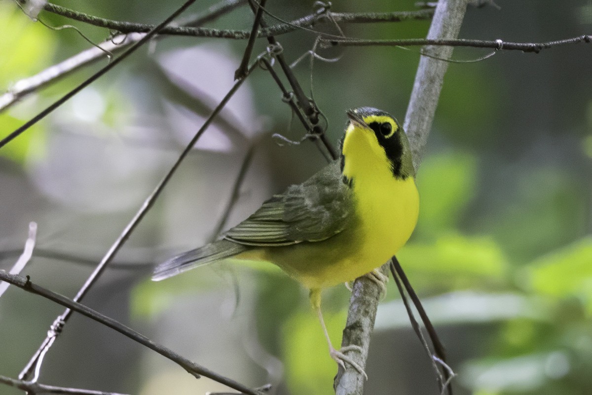 Kentucky Warbler - ML640976907
