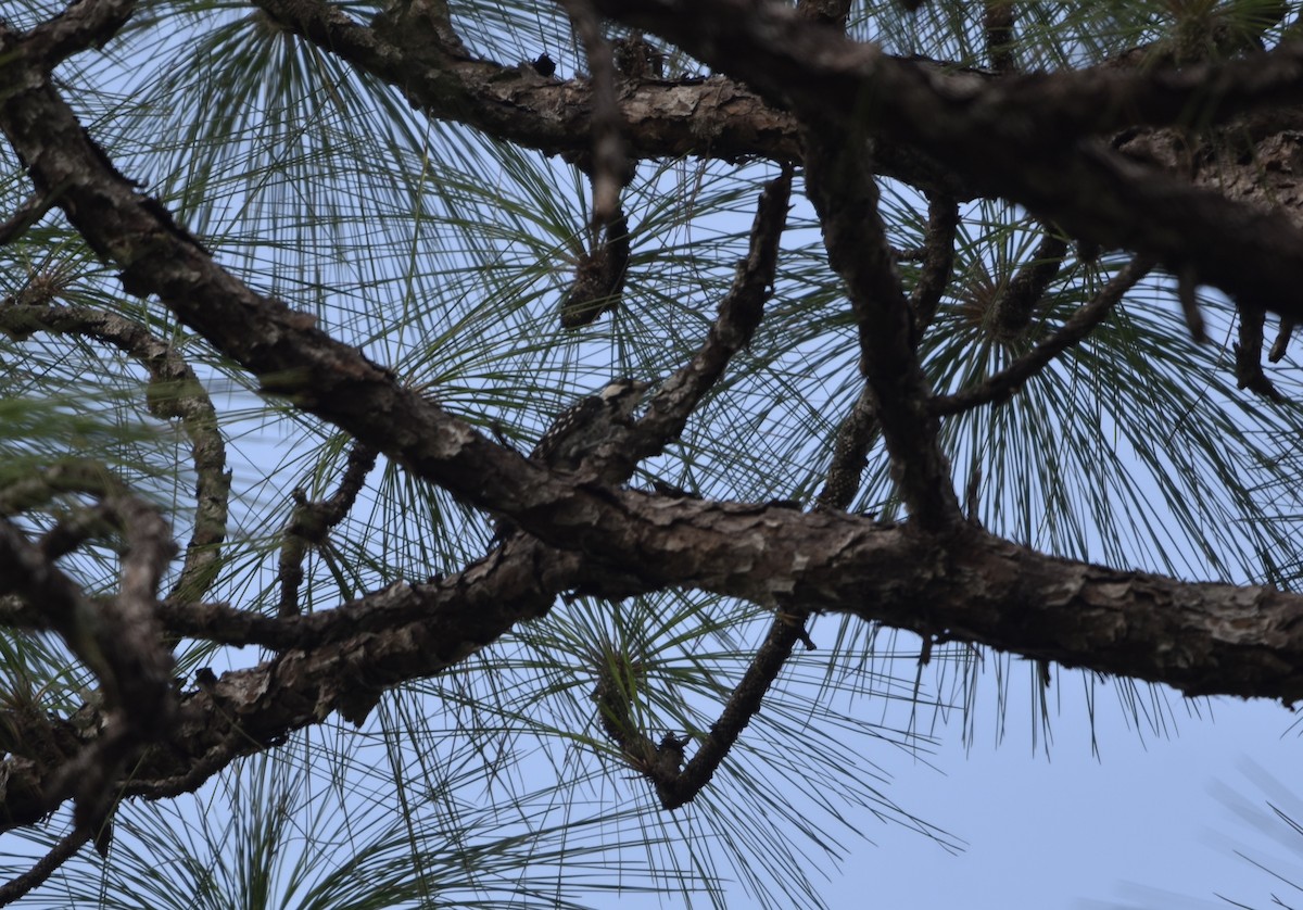 Red-cockaded Woodpecker - ML640976910