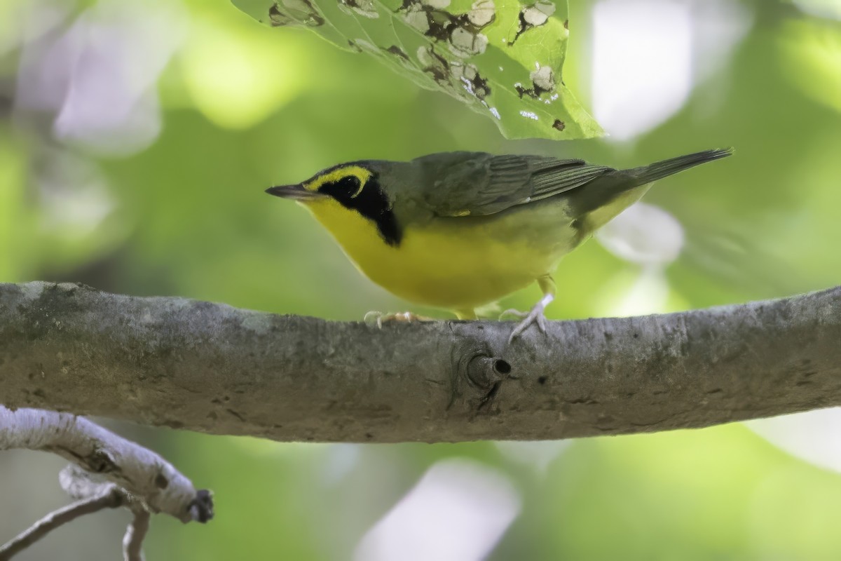 Kentucky Warbler - ML640976911
