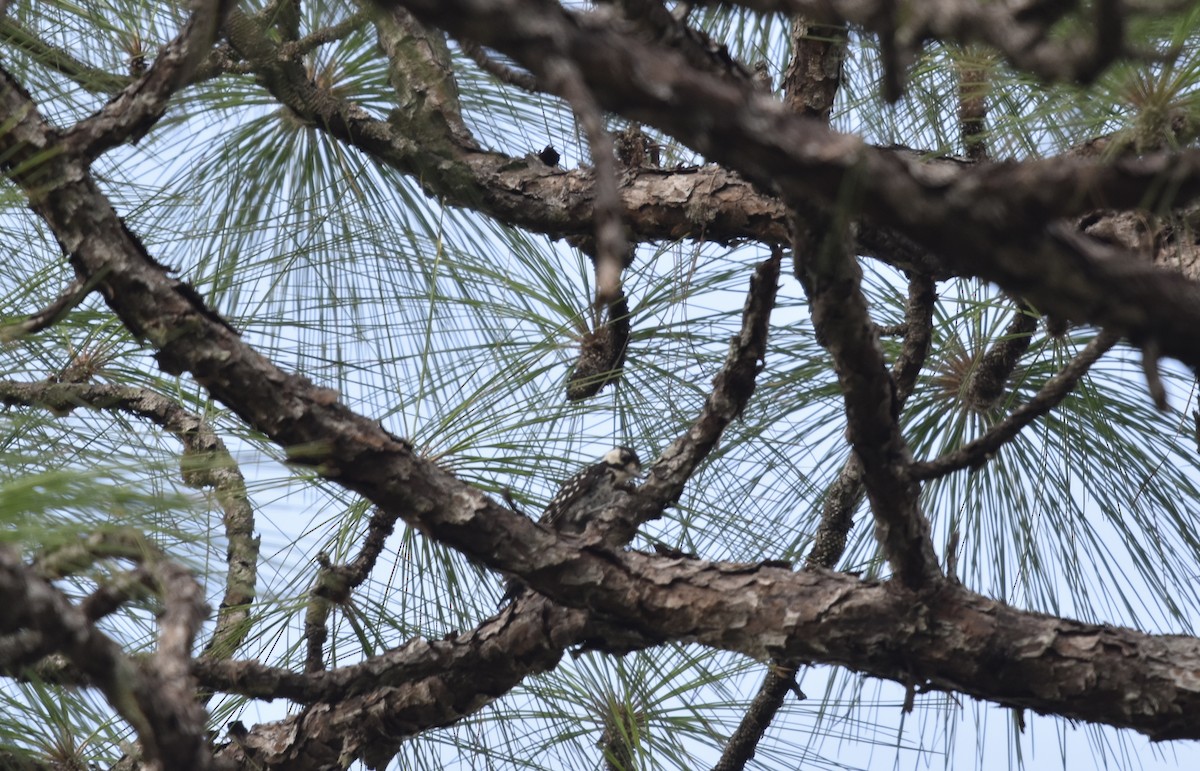Red-cockaded Woodpecker - ML640976914