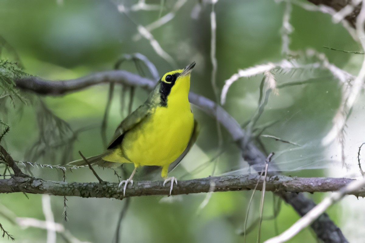 Kentucky Warbler - ML640976915