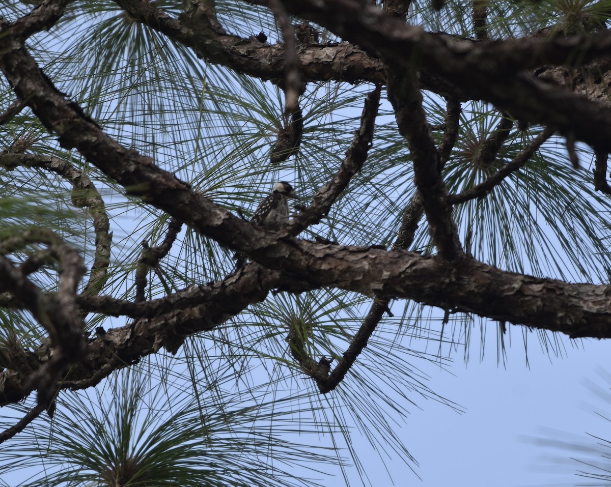 Red-cockaded Woodpecker - ML640976956