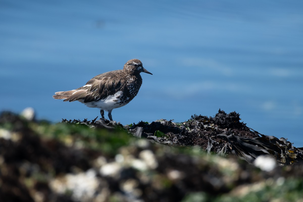 Black Turnstone - ML640977005